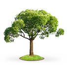 綠化養(yǎng)護(hù)